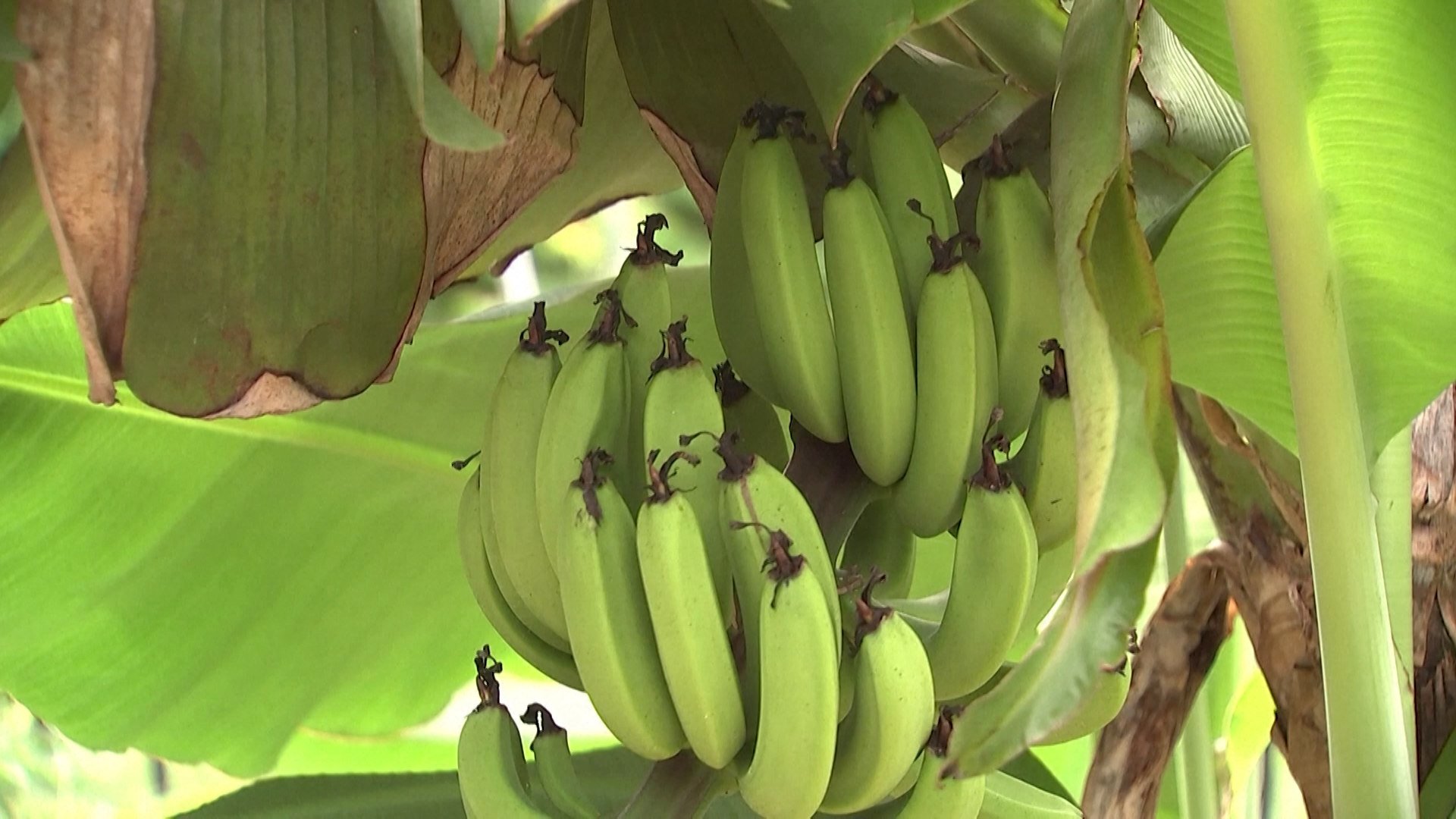 The cultivated area of subtropical fruits and crops in South Korea increased tenfold from 2021 to 2023.