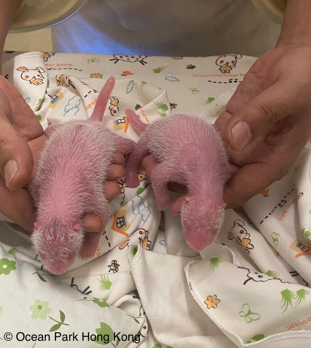 The first “Made in Hong Kong” pandas – a male (right) and a female (left) – arrived just one day shy of their mother’s 19th birthday, equivalent to 57 years in human age. Photo: Ocean Park