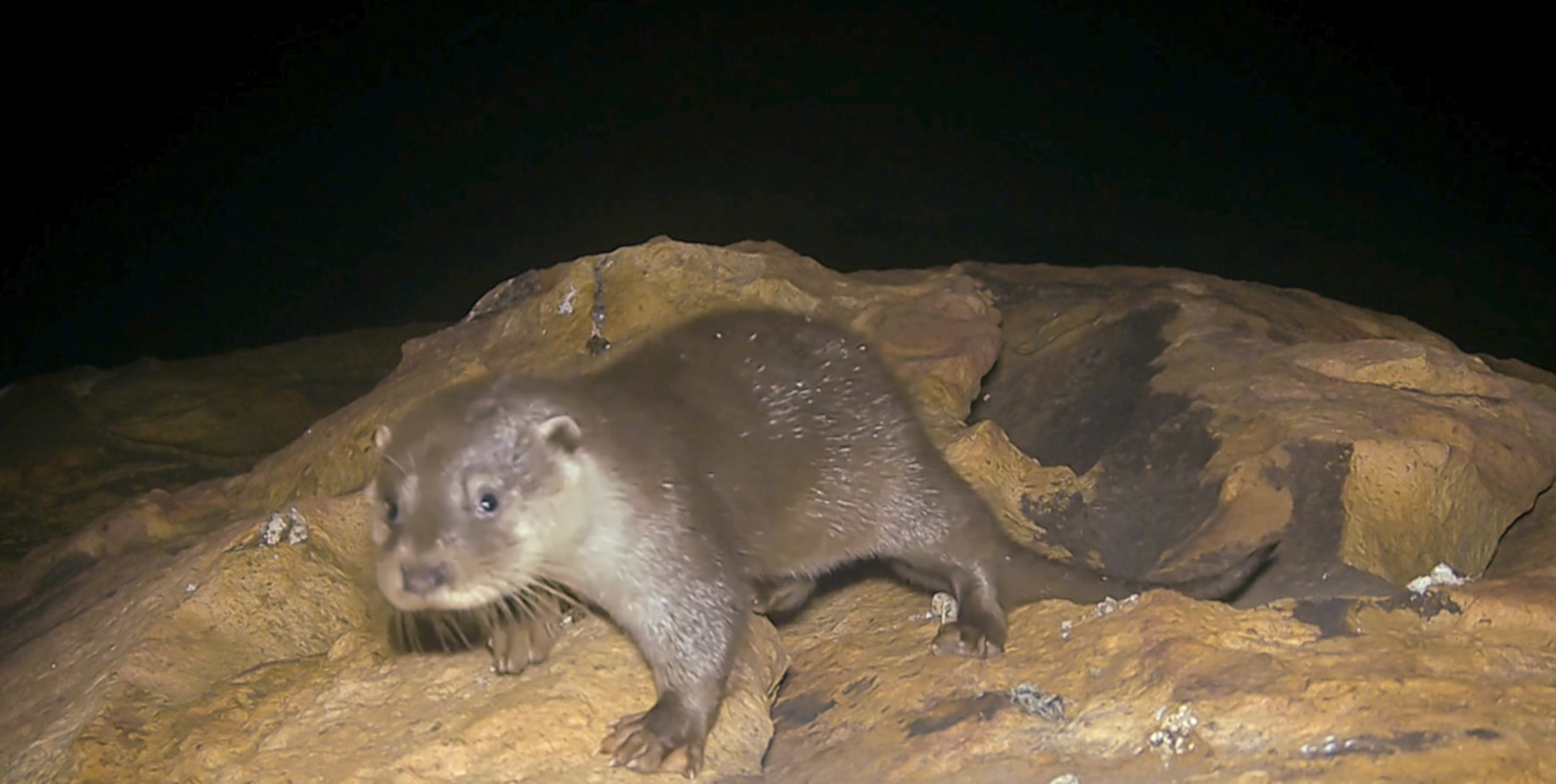 Kadoorie Farm and Botanic Garden is setting up camera traps, conducting study trips and gathering eyewitness accounts to help find the city’s last remaining otters. Photo: Handout